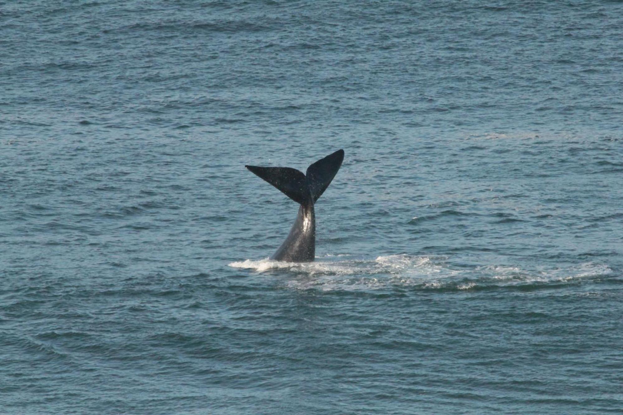 Imperani Daire Plettenberg Bay Dış mekan fotoğraf